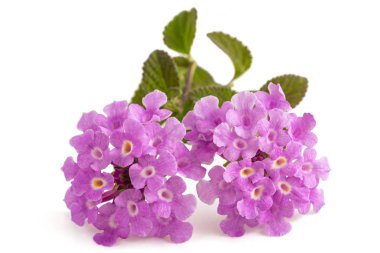 sürünen lantana