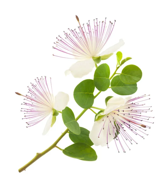 Caper bloemen — Stockfoto