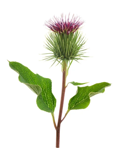 Greater Burdock flower — Stock Photo, Image