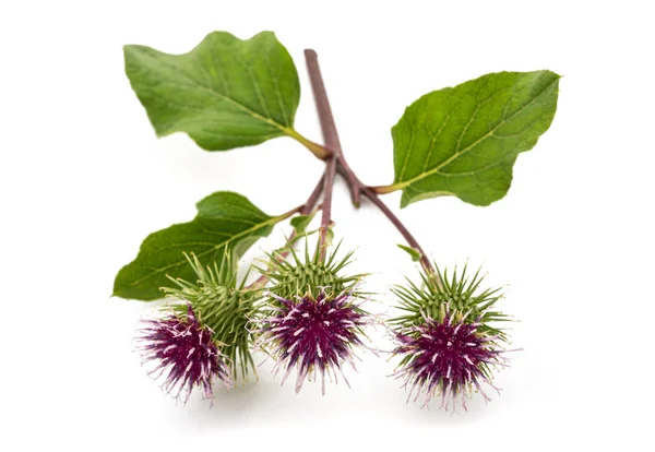 Greater Burdock flowers — Stock Photo, Image