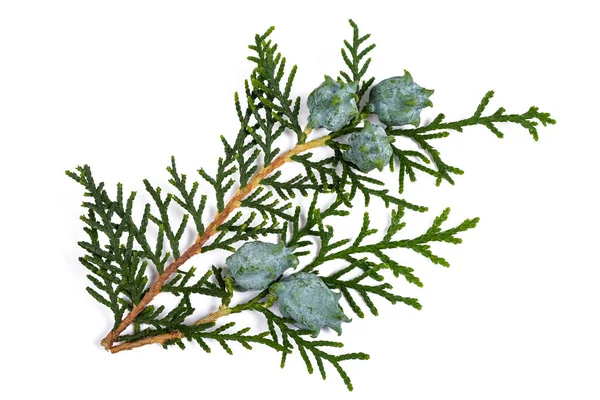 Cypress branch — Stock Photo, Image