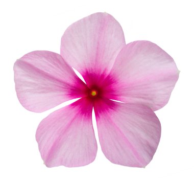 Madagaskar salyangozu