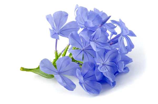 Plumbago — Stock fotografie