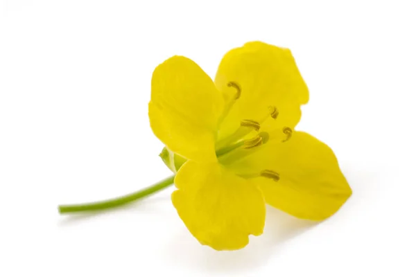 Rucola-Blüte — Stockfoto