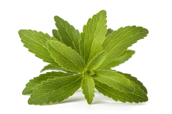 Stevia rebaudiana — Stock Photo, Image