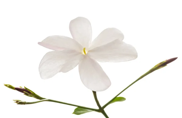 Цветок Жасмин — стоковое фото