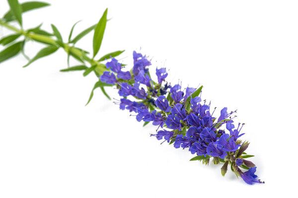 Fresh hyssop flowers