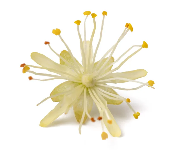 Linden   flower — Stock Photo, Image