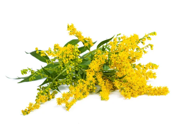 Wysoki Goldenrod — Zdjęcie stockowe