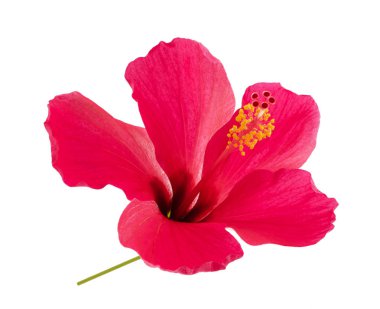Pembe Başörtüsü Çiçeği