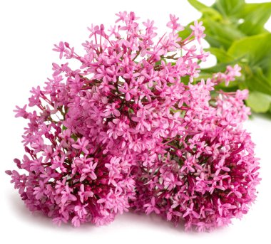 Kırmızı Valerian çiçekler