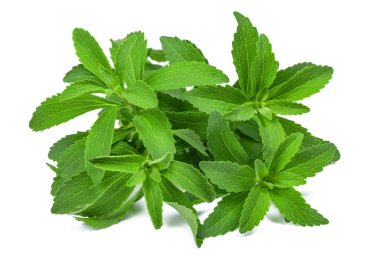 Stevia rebaudiana