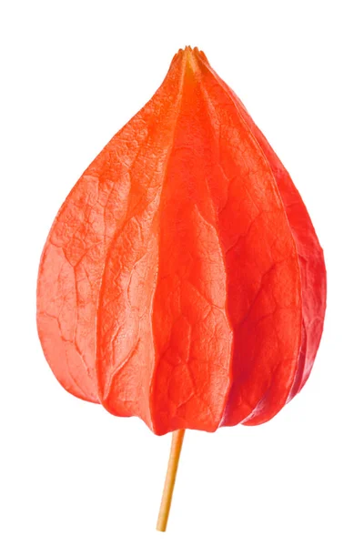 Physalis alkekengi — Stock Photo, Image