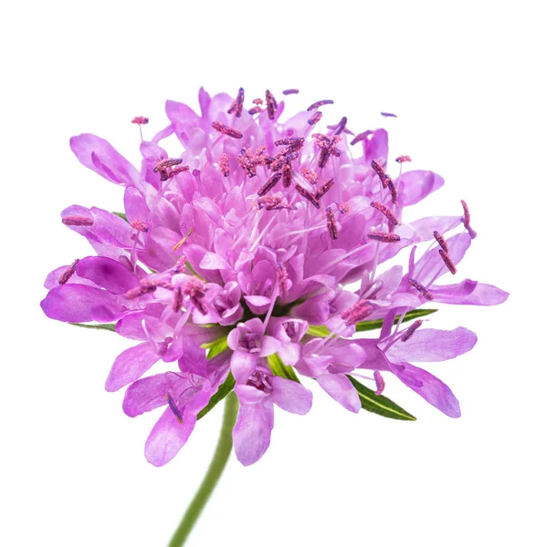 Field scabious — Stock Photo, Image