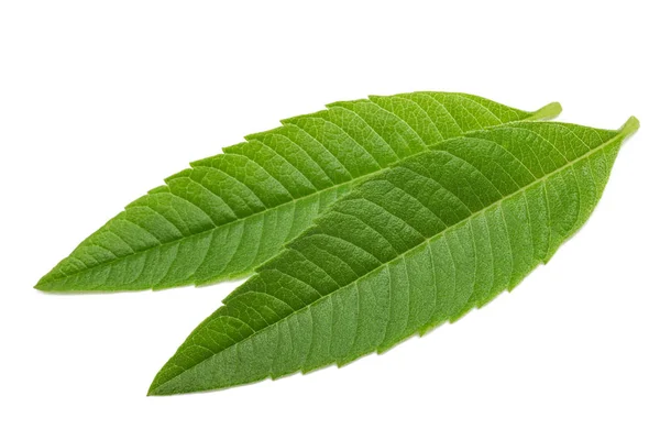 Louisa herb leaves — Stock Photo, Image