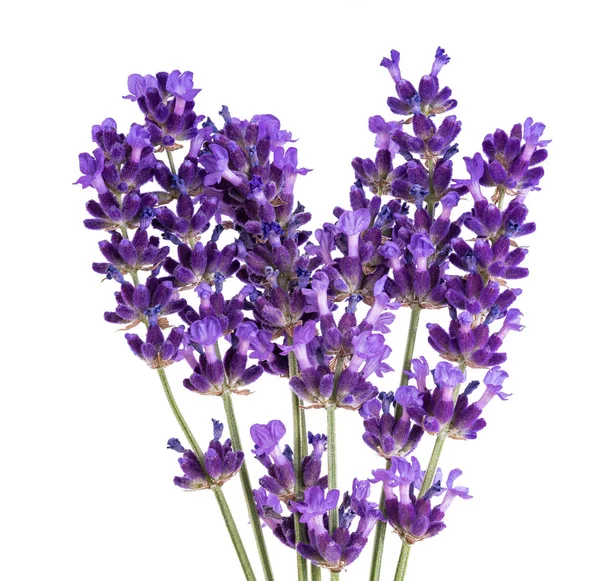 Flores de lavanda — Fotografia de Stock