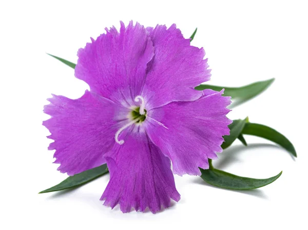 Flor de Dianthus — Fotografia de Stock