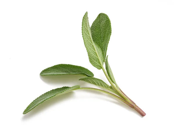 Fresh  sage sprig — Stock Photo, Image