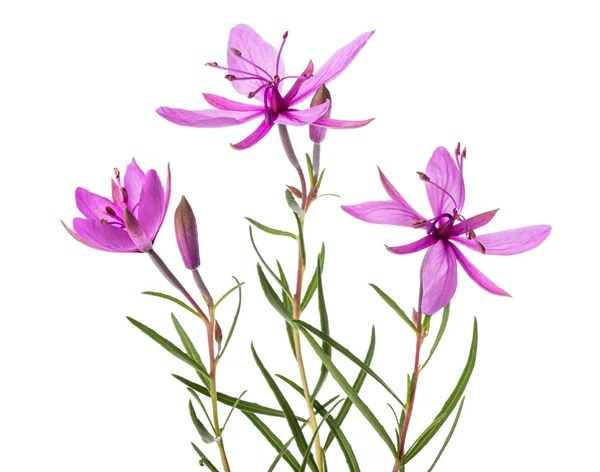 Рожевий Alpine willowherb — стокове фото