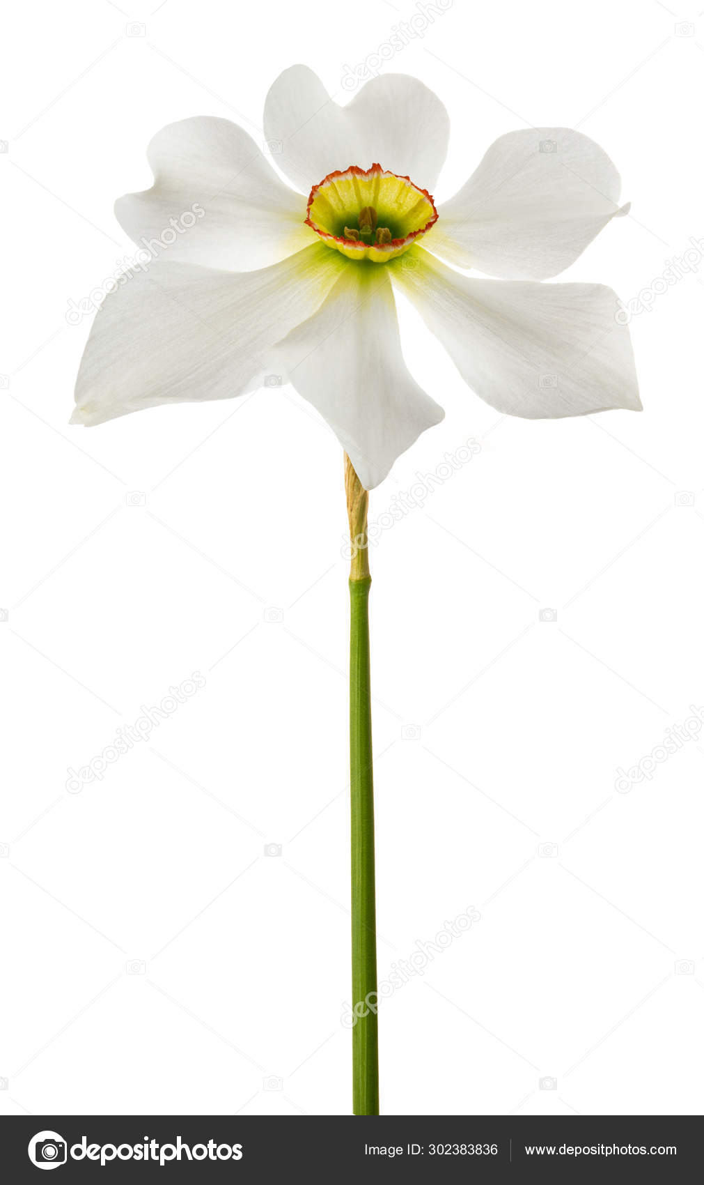 White daffodils flowers 12