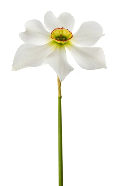 White daffodils flowers — Stock Photo, Image