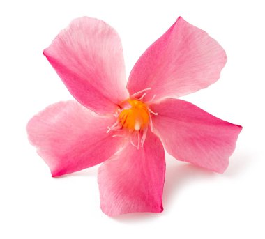 oleander çiçek baş