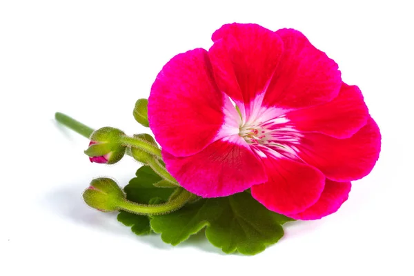 Pelargonia czerwona kwiat — Zdjęcie stockowe