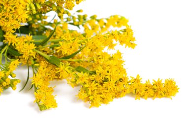 Tall Goldenrod 