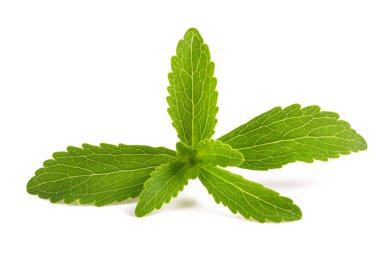 Stevia rebaudiana
