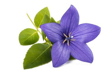 Bellflower
