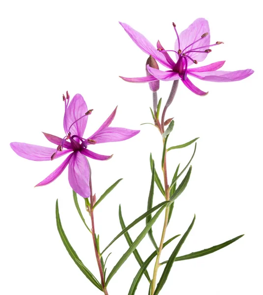 Pink Alpine willowherb — Stock Photo, Image