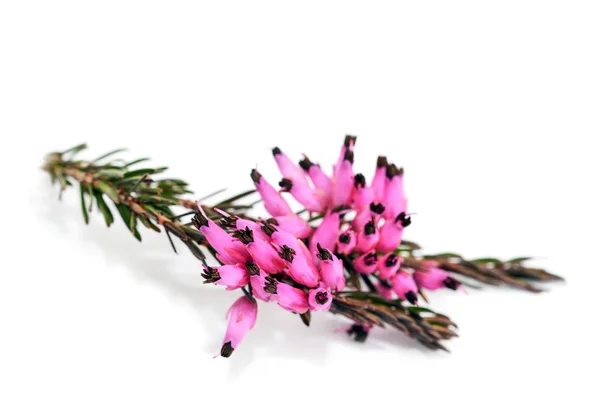 Purple heather flowers — Stock Photo, Image