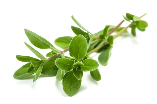 Marjoram — Stock Photo, Image