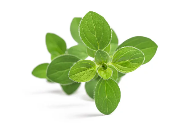 Oregano (origanum vulgare)) — Stockfoto