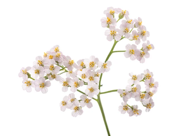 Yarrow branco — Fotografia de Stock