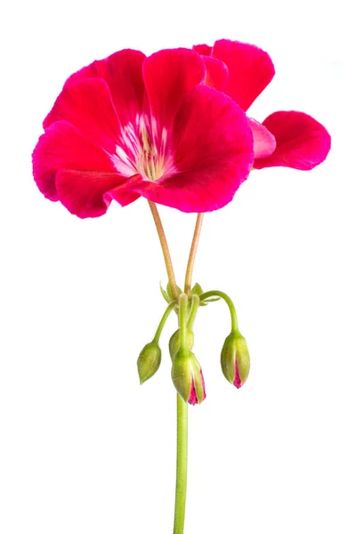 Pelargonium červené květiny — Stock fotografie