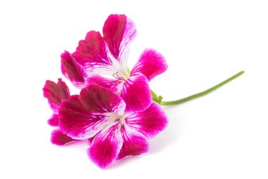 Itır grandiflorum Imperial