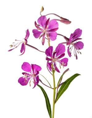 Willow Herb  clipart