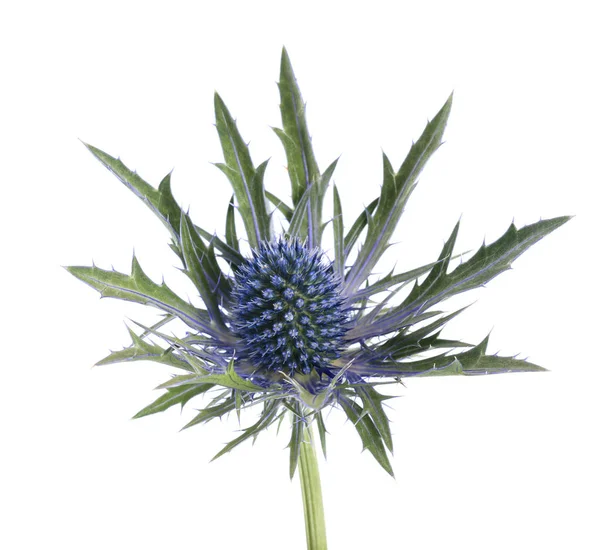 Sea holly bodláčí — Stock fotografie