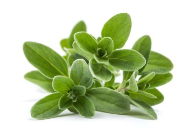 Marjoram. 