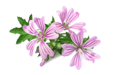 Mallow çiçekler