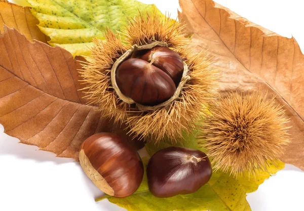 Fresh sweet chestnuts — Stock Photo, Image