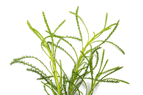 Santolina viridis — Fotografia de Stock
