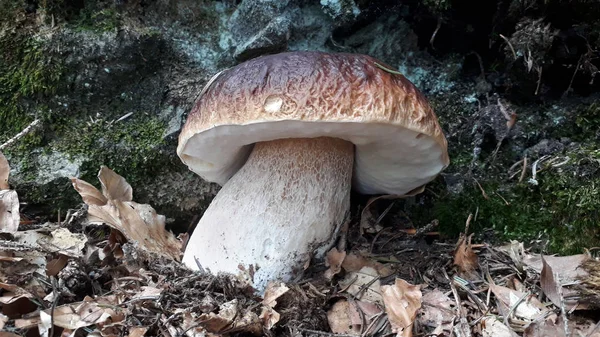 Fresh mushroom — Stock Photo, Image