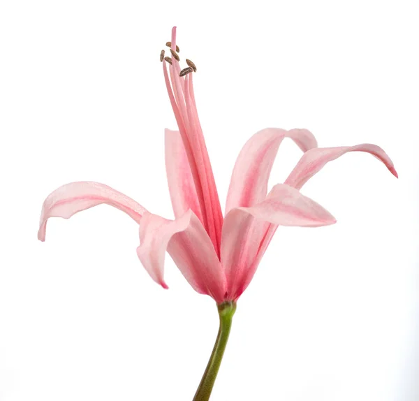 Guernsey lily — Stock fotografie