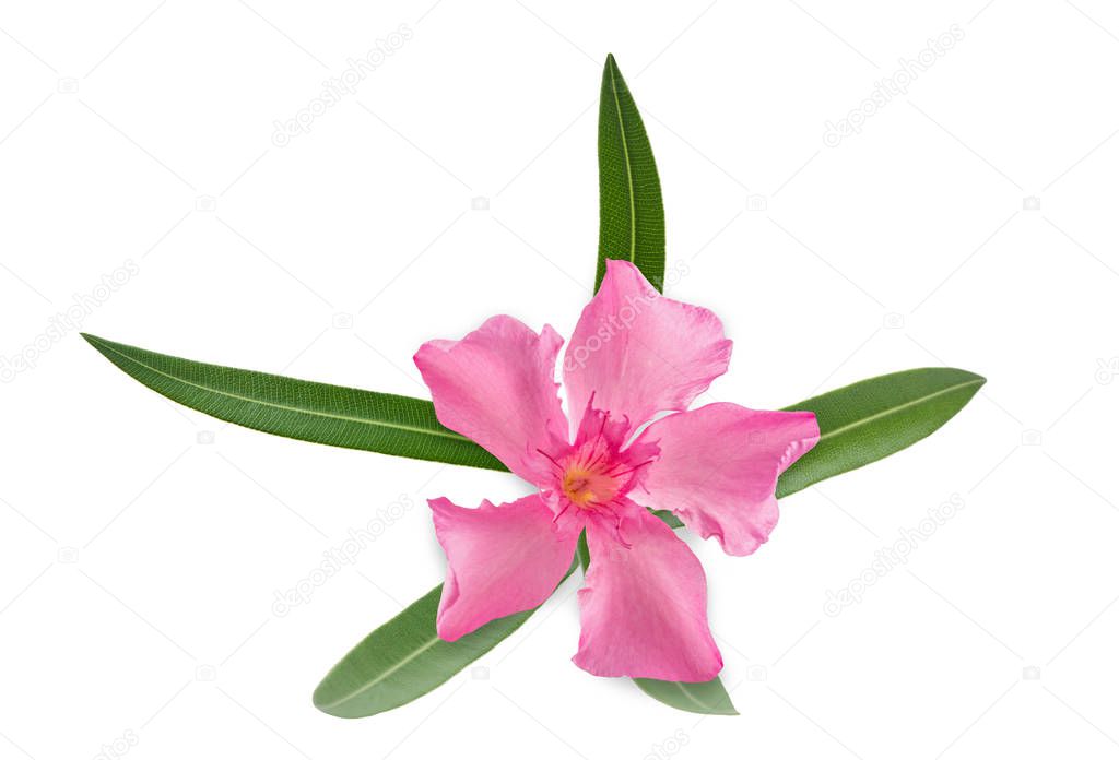 Oleander  flower 