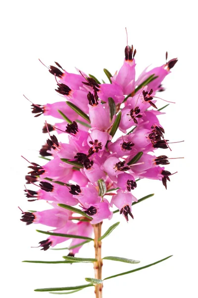 Fialové žíhané květy — Stock fotografie