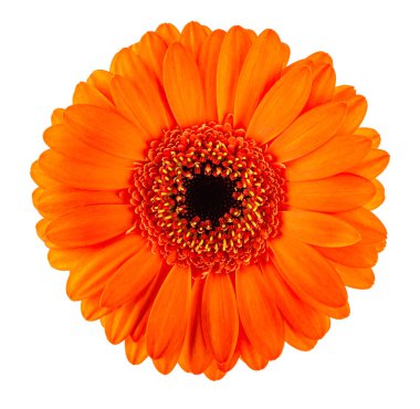 Turuncu Gerbera çiçeği başı