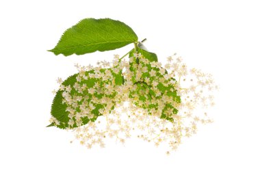 Mürver çiçekleri izole 