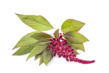 Amaranthus çiçeği